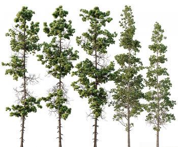 Modern Tree-ID:102660755