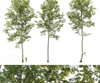 Modern Tree-ID:228759057