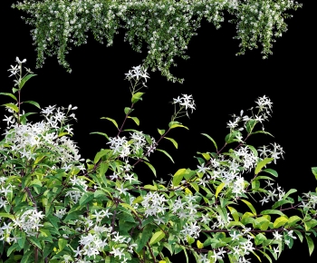 Modern Vine-ID:686937097