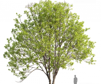 Modern Tree-ID:226761108