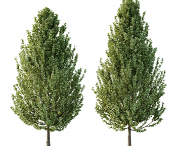 Modern Tree-ID:353193046