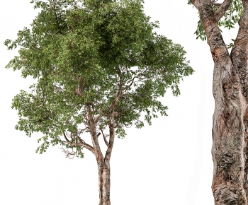 Modern Tree-ID:943249941