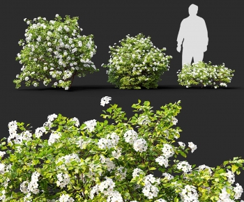 Modern Shrubbery-ID:432684901