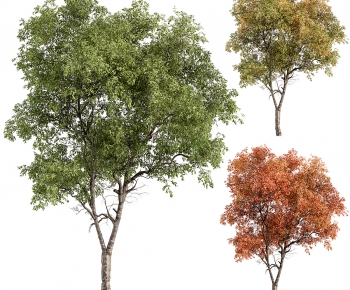 Modern Tree-ID:965964085