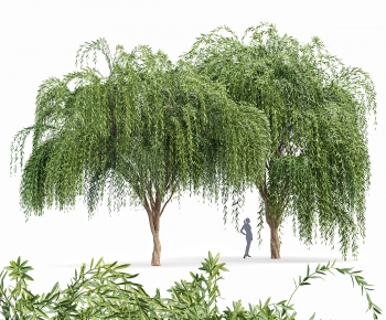 Modern Tree-ID:699668882