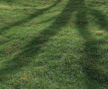 Modern The Grass-ID:276276119