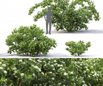 Modern Shrubbery-ID:259620908