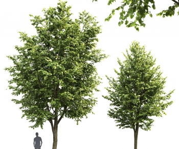 Modern Tree-ID:133865122
