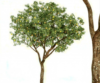 Modern Tree-ID:643235921
