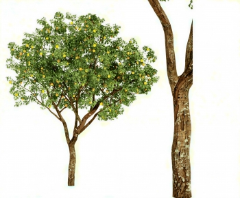 Modern Tree-ID:743079262