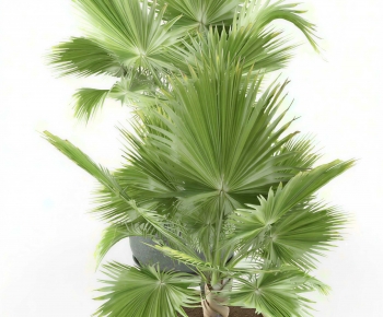 Modern Ground Green Plant Potted Plants-ID:374001036