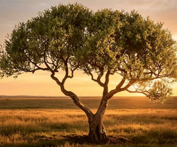 Modern Tree-ID:700113061