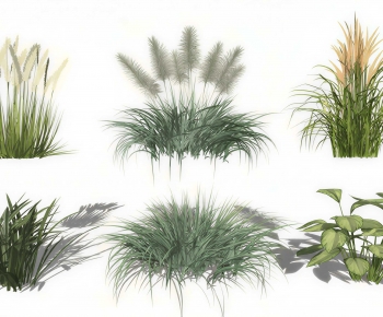 Modern Crop-ID:429867036