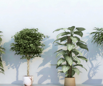 Modern Potted Green Plant-ID:507971057