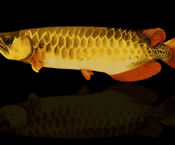 Modern Aquatic Animals-ID:222371106