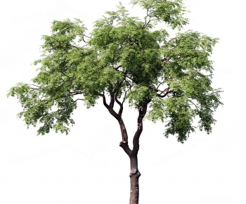 Modern Tree-ID:124037989