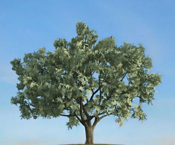 Modern Tree/shrub/grass-ID:123127948