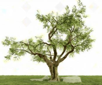 Modern Tree-ID:701416023