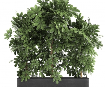 Modern Flower Bed, Flower Bowl, Flower Box-ID:625133047