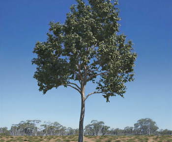 Modern Tree-ID:193599948