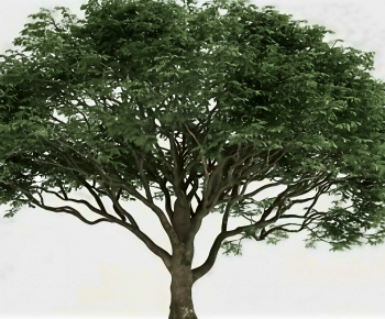 Modern Tree-ID:600090987