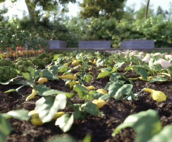 Modern Crop-ID:730919898
