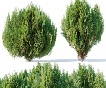 Modern Tree-ID:462709901