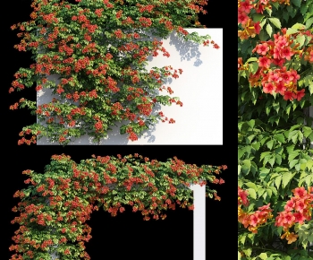 Modern Vine-ID:513885021