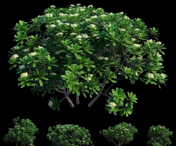 Modern Shrubbery-ID:374330043