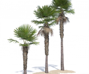 Modern Tree-ID:459428075