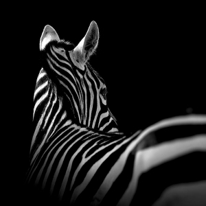 ModernAnimal Painting