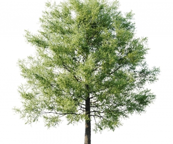 Modern Tree-ID:699206111
