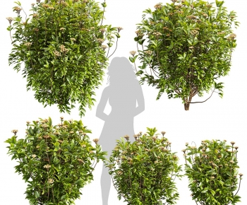 Modern Shrubbery-ID:263269903