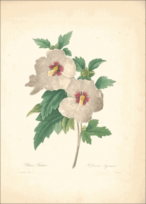ModernOther