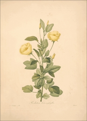 ModernOther