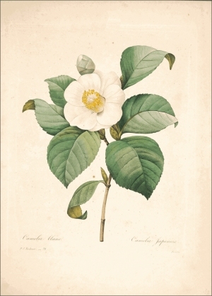ModernOther