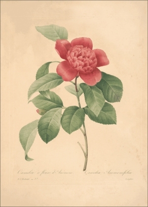 ModernOther