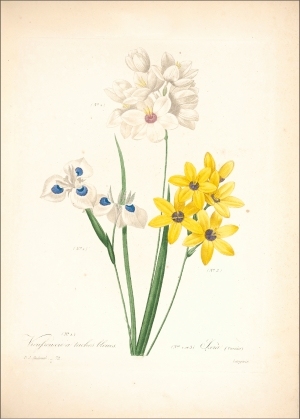 ModernOther