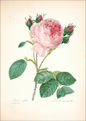 ModernOther