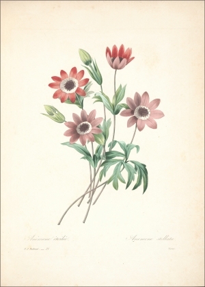 ModernOther