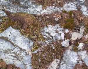 ModernGrass