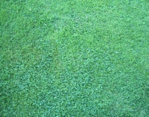 ModernGrass