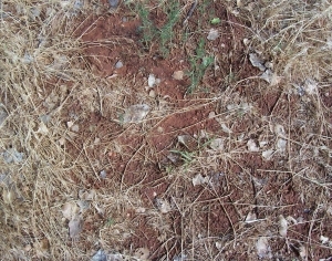 ModernGrass