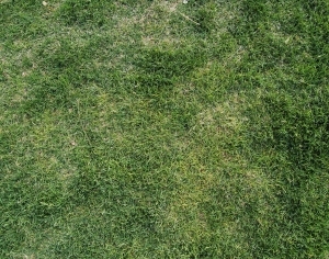 ModernGrass