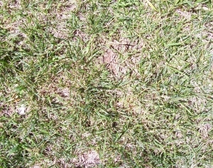 ModernGrass