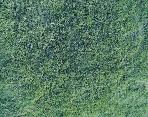 ModernGrass