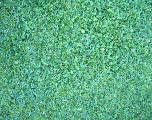ModernGrass