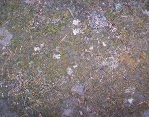 ModernGrass