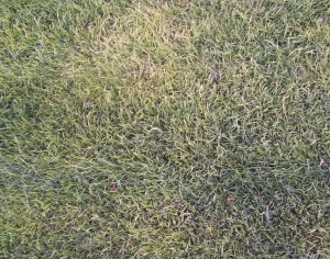 ModernGrass