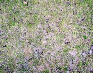 ModernGrass